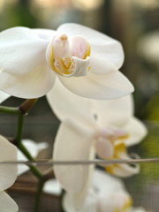 orchidee cymbidium nah aufnahme