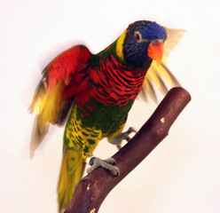 bright colorful parrot flapping wings on branch © morgan rauscher