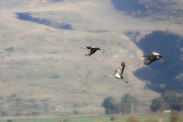 spring migration of cranes