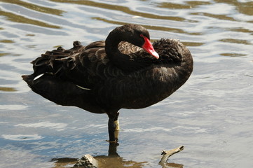 black swan standing