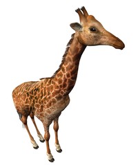 girafe