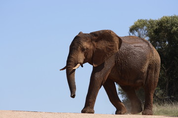 Fototapeta na wymiar elephant crossing