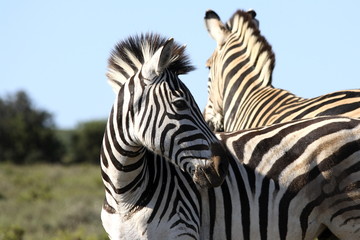 Fototapeta na wymiar a zebra looking behind