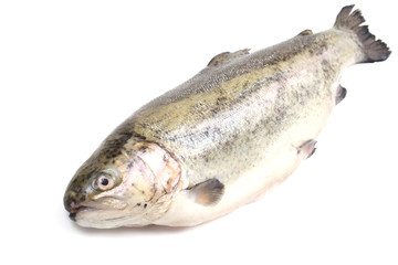 rainbow trout
