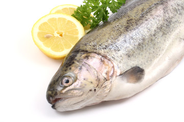 rainbow trout