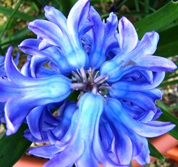 blue hyacynth