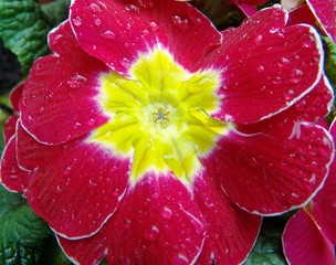 red pansy