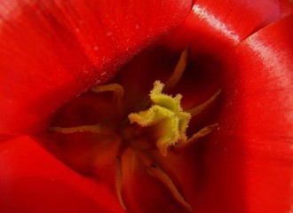 inside a tulip