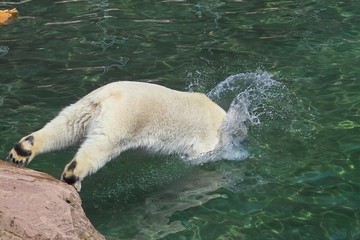 Obraz premium eisbär