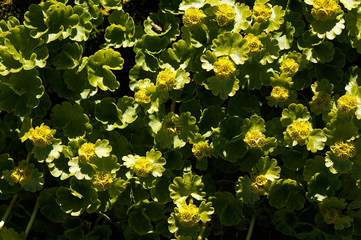 golden saxifrage - chrysosplenium peltatum