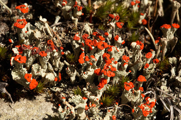 lichen cladonia coccifera