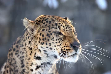 Zelfklevend Fotobehang leopard © Alexander Zhiltsov