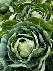 Obraz premium vegetables - organic _ brussels sprout