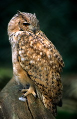 eagle owl