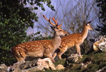 spotted deer