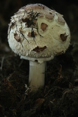mushroom