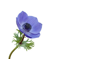 blaue anemone - obrazy, fototapety, plakaty