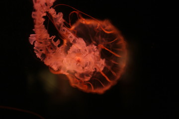 jelly fish