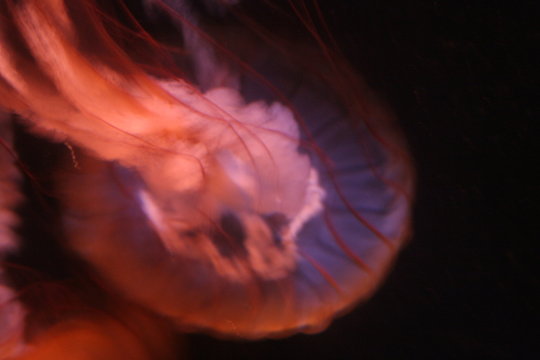jelly fish