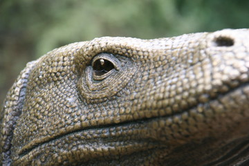 komodo dragon closeup