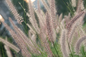 wispy fern branch