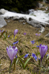 Obraz premium crocus and bluebottle