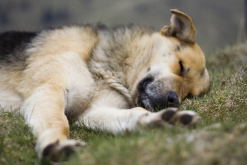 sleeping dog