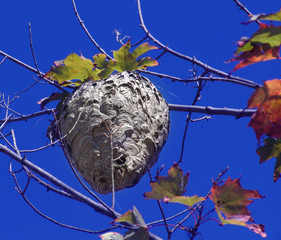 bee hive hanging on a tree branch with a blue sky