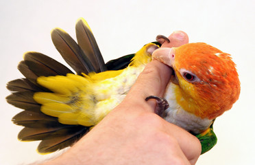 cute colorful bird biting a finger and causing pai