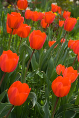 Obraz premium red tulips
