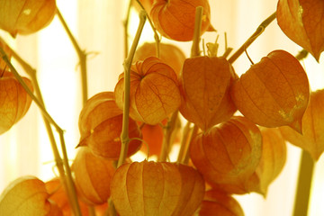 orange flower arrangement opiates