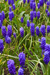 mauve spring flowers