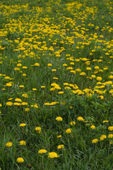 dandelion field