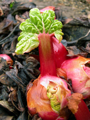 sprouting rhubarb