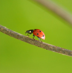 the ladybird creeps on a stalk of a grass