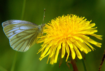 the butterfly sits on a flower of a dandelion