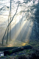 rayon de lumière en forêt 2