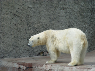 polar bear-female