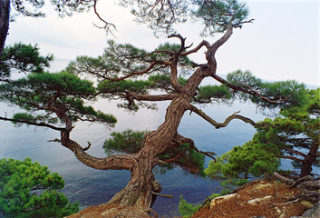 Fototapeta na wymiar pine growing on edge of breakage