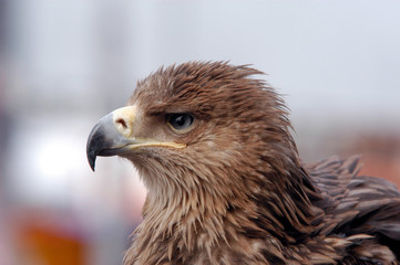 steppe eagle