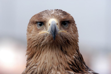 steppe eagle