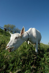 Obraz premium the white goat eats a green grass