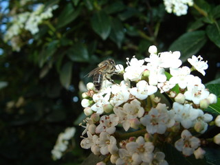 abeja en durillo