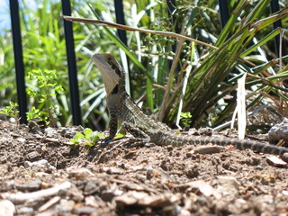 lizard
