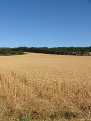 champ de blé