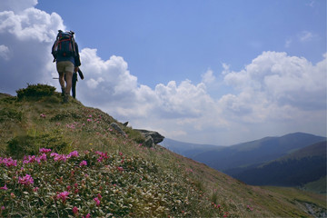 mountain landscape with rhododendron and people © Tudor Stanica