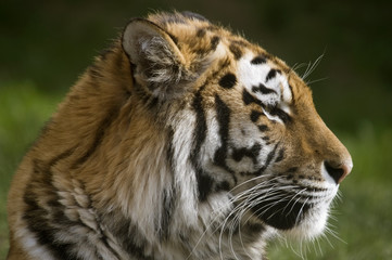 amur tiger