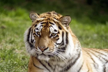 Tuinposter amur tiger © Stephen Meese