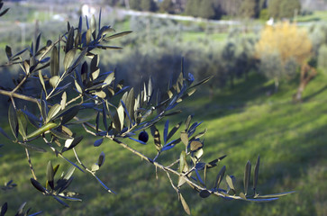 foglie d'ulivo