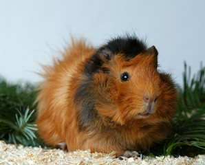 guinea pig, abyssinian